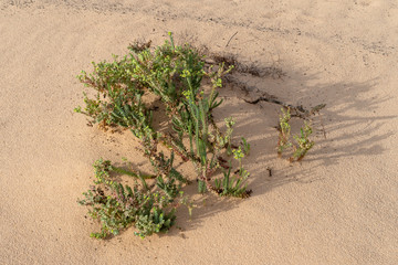 Plants growing in the sand dunes, Corralejo Natural Park, Fuerteventura, Canary
