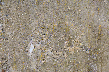 Asbestos slate texture concrete covered with lichen and moss