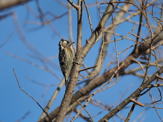 木立のコゲラ
