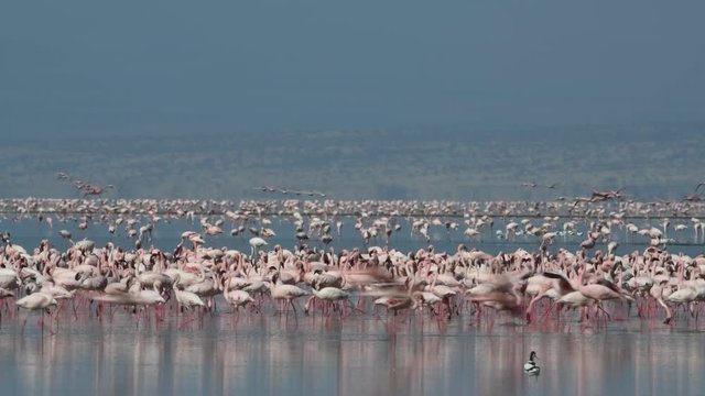 Colony of Flamingos on the Natron lake. Lesser Flamingo Scientific name: Phoenicoparrus minor. Tanzania, Africa