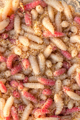 Many living larvae , Maggots in a box for winter fishing