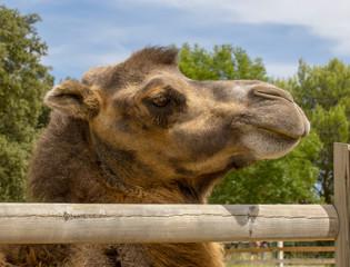chameau - Zoo de La Barben - France