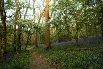 Woodland Path Through Bluebells