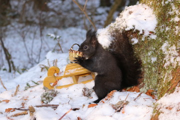Eichörnchen im Winter