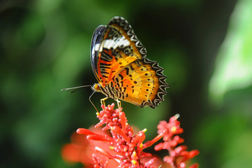 Leopard lacewing butterfly on flower