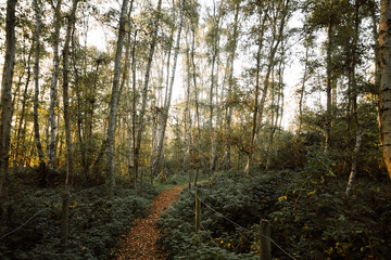 Path Through Woodland Fern