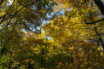 白山国立公園・紅葉の森