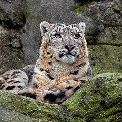 Snow leopard. Latin name - Uncia uncia