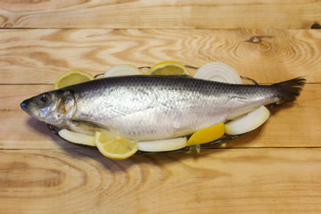 fresh fish on white background