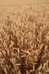 Close Up Of Crops (Vertical)