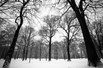 Winter landscape with bare branches on tree and snow