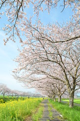 快晴の空と桜・菜の花の並木道