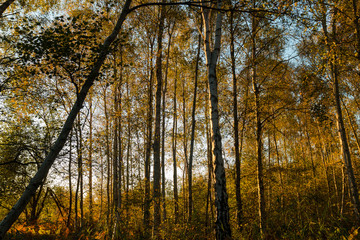 Tall Young Trees At Sunset