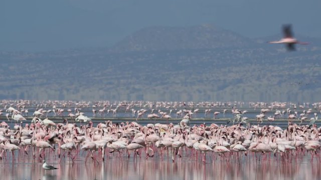 Colony of Flamingos on the Natron lake. Lesser Flamingo Scientific name: Phoenicoparrus minor. Tanzania, Africa