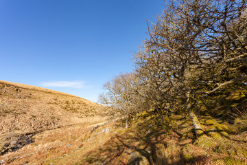 Fototapeta na wymiar Valley in Dartmoor National Park