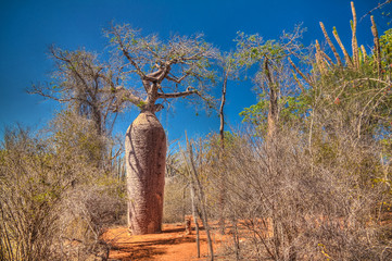 Landschap met de baobabboom van Adansonia grandidieri in het nationale park van Reniala, Toliara, Madagascar