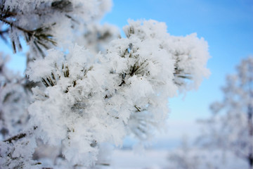 Snow-covered tree branches