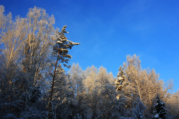 Snow covered trees in the forest