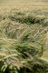 Summer Crops