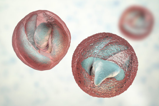 Release of sporozoites from Cryptosporidium parvum oocyst, 3D illustration. Cryptosporidium is a protozoan, microscopic parasite, the causative agent of the diarrheal disease cryptosporidiosis
