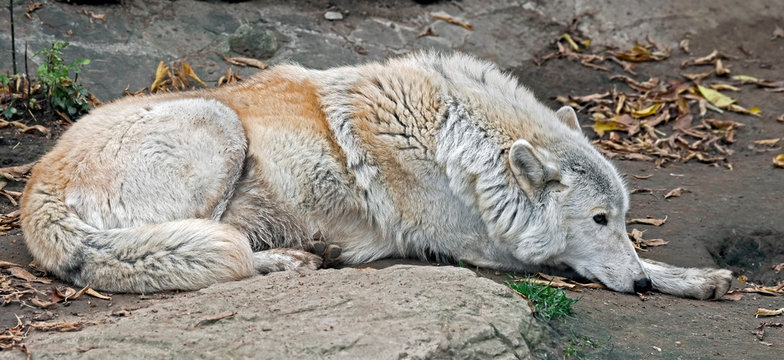 Polar wolf. Latin name - Canis lupus arctos