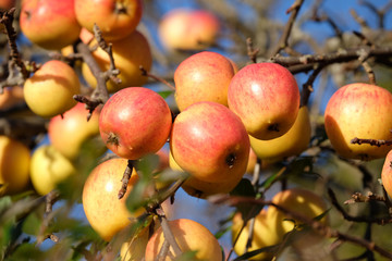 Rote Äpfel vor der Ernte