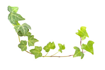 Obraz premium ivy leaves isolated on a white background