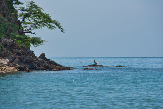 lonesome pelicano