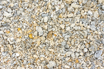 Texture of seashells and corals