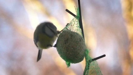 Bird on nuts seeds in meshed bag