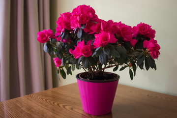 Flower Azalea