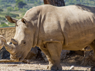 Obraz premium Rhinoceros - Zoo de La Barben - France