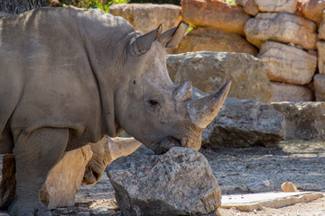 Obraz premium Rhinoceros - Zoo de La Barben - France