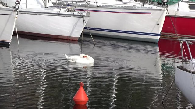 cigno nel porto fra le barche sul lago