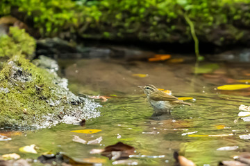 A Pale legged Leaf warbler bathing in a natural small pond