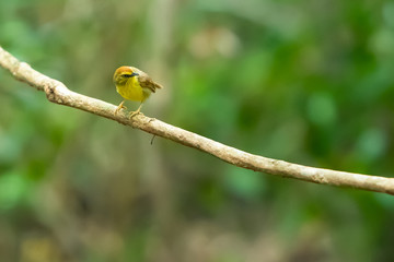 A Striped Tit Babbler on a liana branch