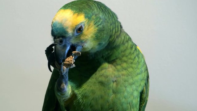 Baby amazon parrot
