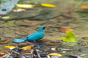 A colorful Verditer Flycatcher bathing in a natural small pond