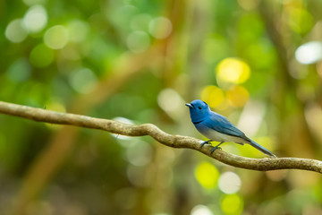 Fototapeta premium A colorful bluish Black-naped Monarch on a liana branch