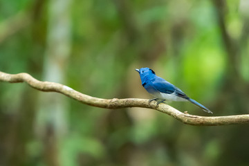 A colorful bluish Black-naped Monarch on a liana branch