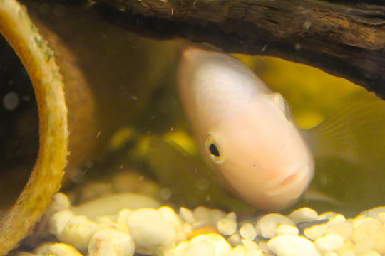 Albino cichlid in fish tank