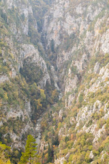 Mountain Forest of Pine Trees