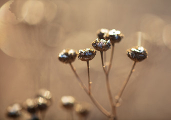 Dry grass in the morning at sunrise