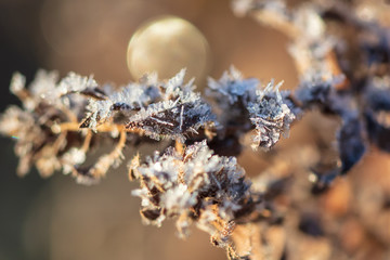 Dry grass in the morning at sunrise