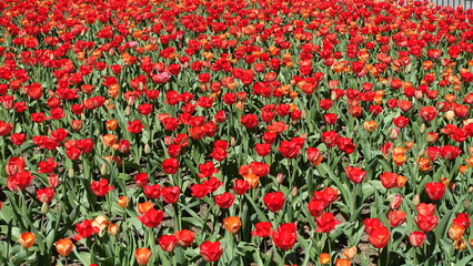 Field of tulips in the Netherlands