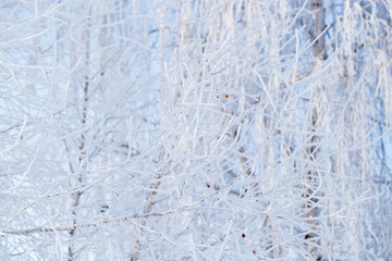 Frozen branches on a tree against a blue sky