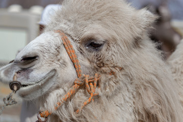 Fototapeta premium Portrait of a camel from a circus