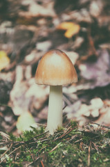 Mushroom In The Forest