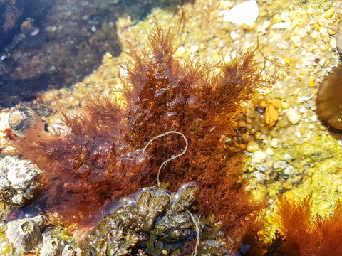 Ceramium rubrum seaweed