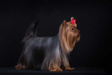 Dog breed Yorkshire Terrier on a black background.